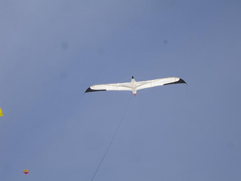 DSC04774.JPG - Er stand majesttisch am Himmel und pendelte leichte Ben sehr gut aus. Gratulation!